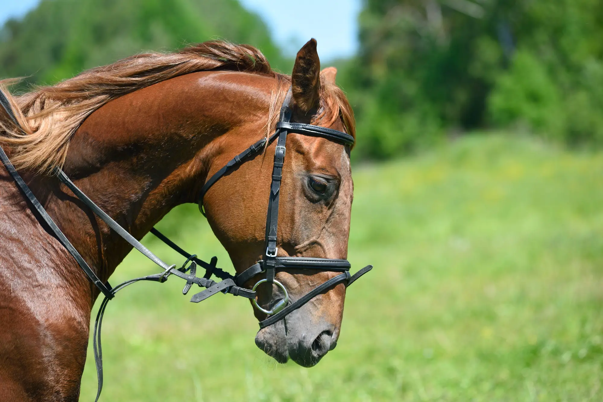 Lunging systems