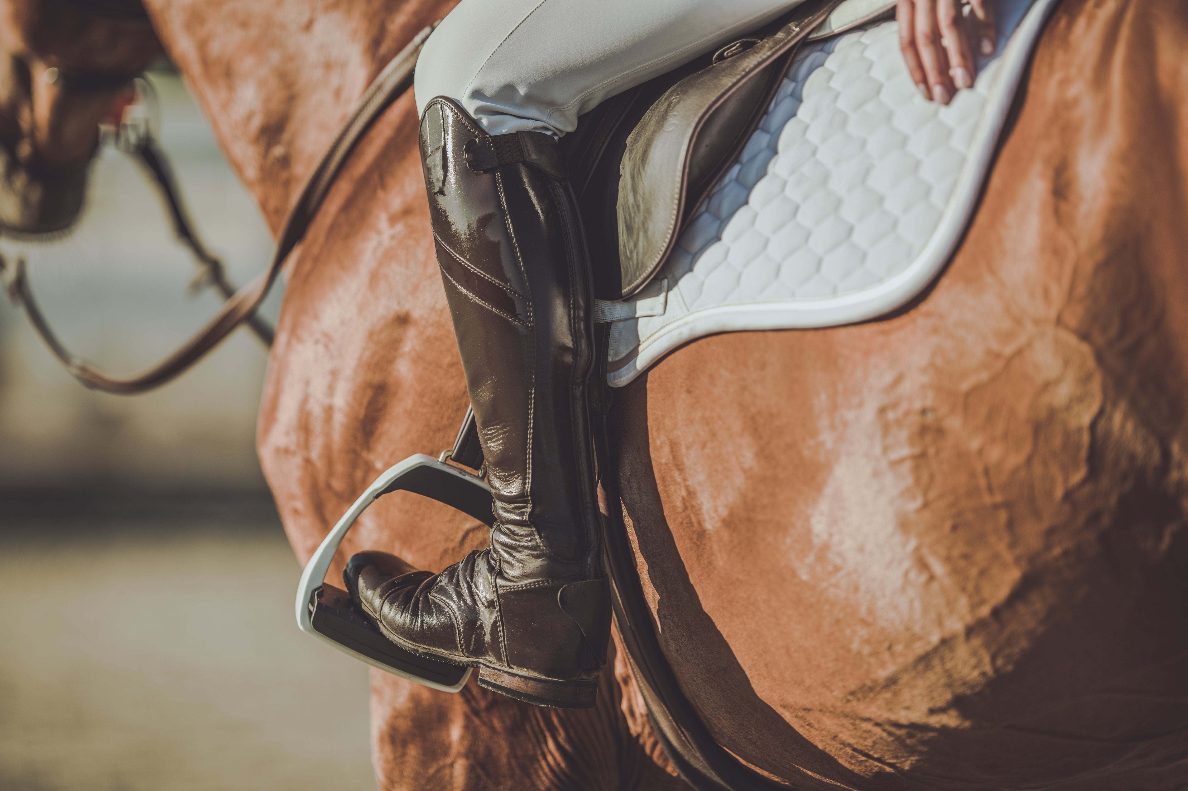 Saddle pads and fly-veils