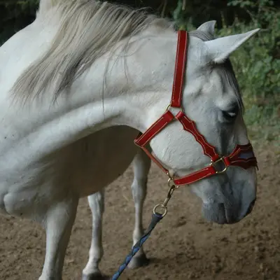 Spanish-style halter 2