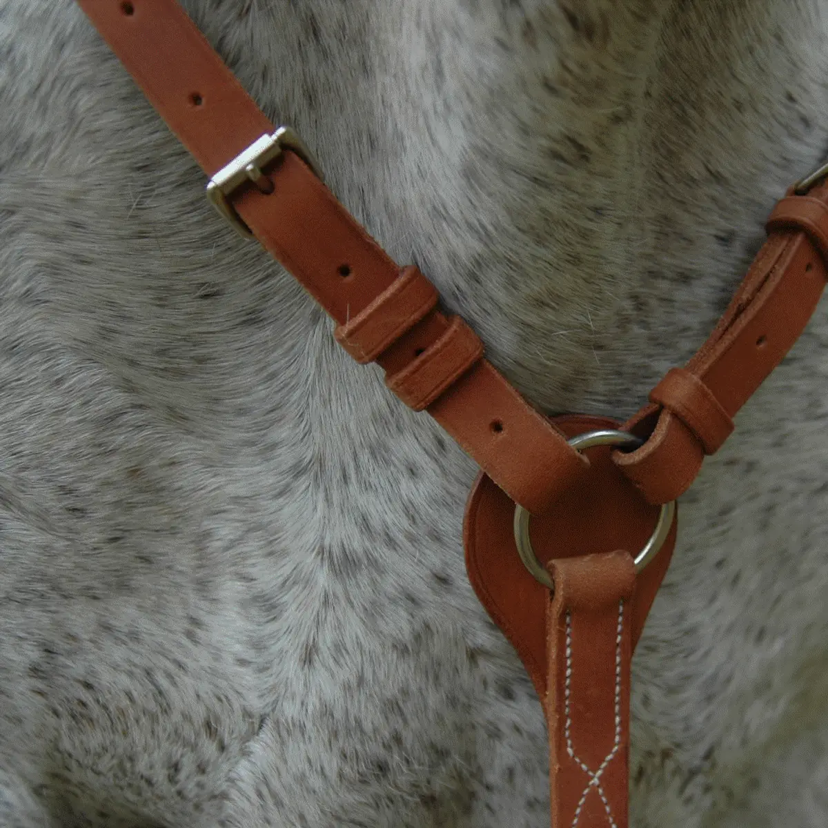 Hunting breastplate: Martingale and collar