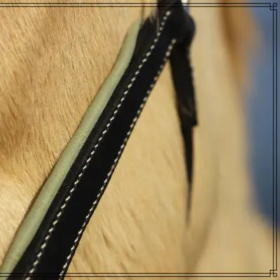 Classic leather halter with calfskin and foam lining 3
