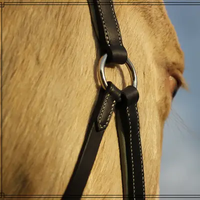 Classic leather halter with calfskin and foam lining 1