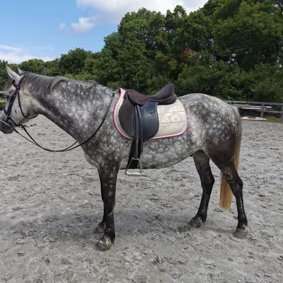 Hand-made saddle pad. 11