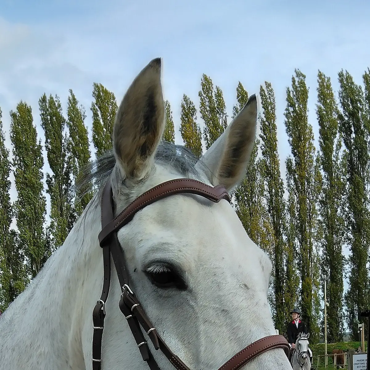 Snaffle bridle