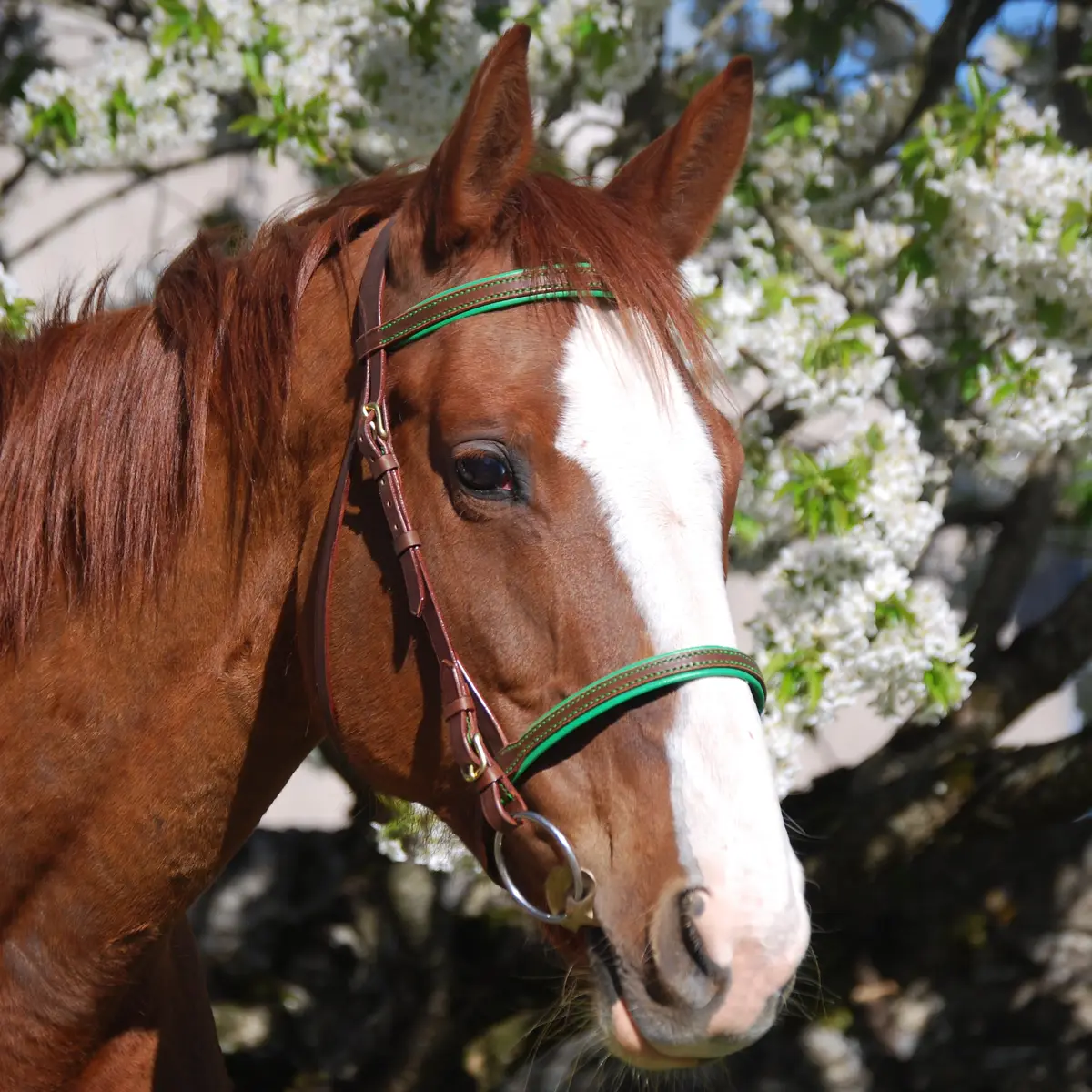 Leather snaffle bridle