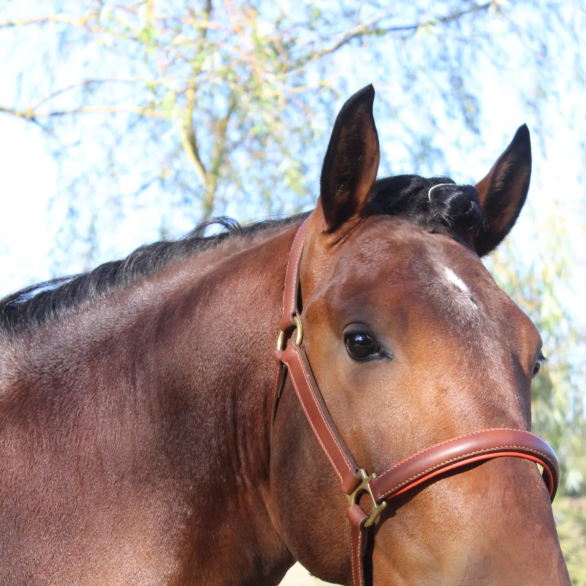 Lined stable halter 2