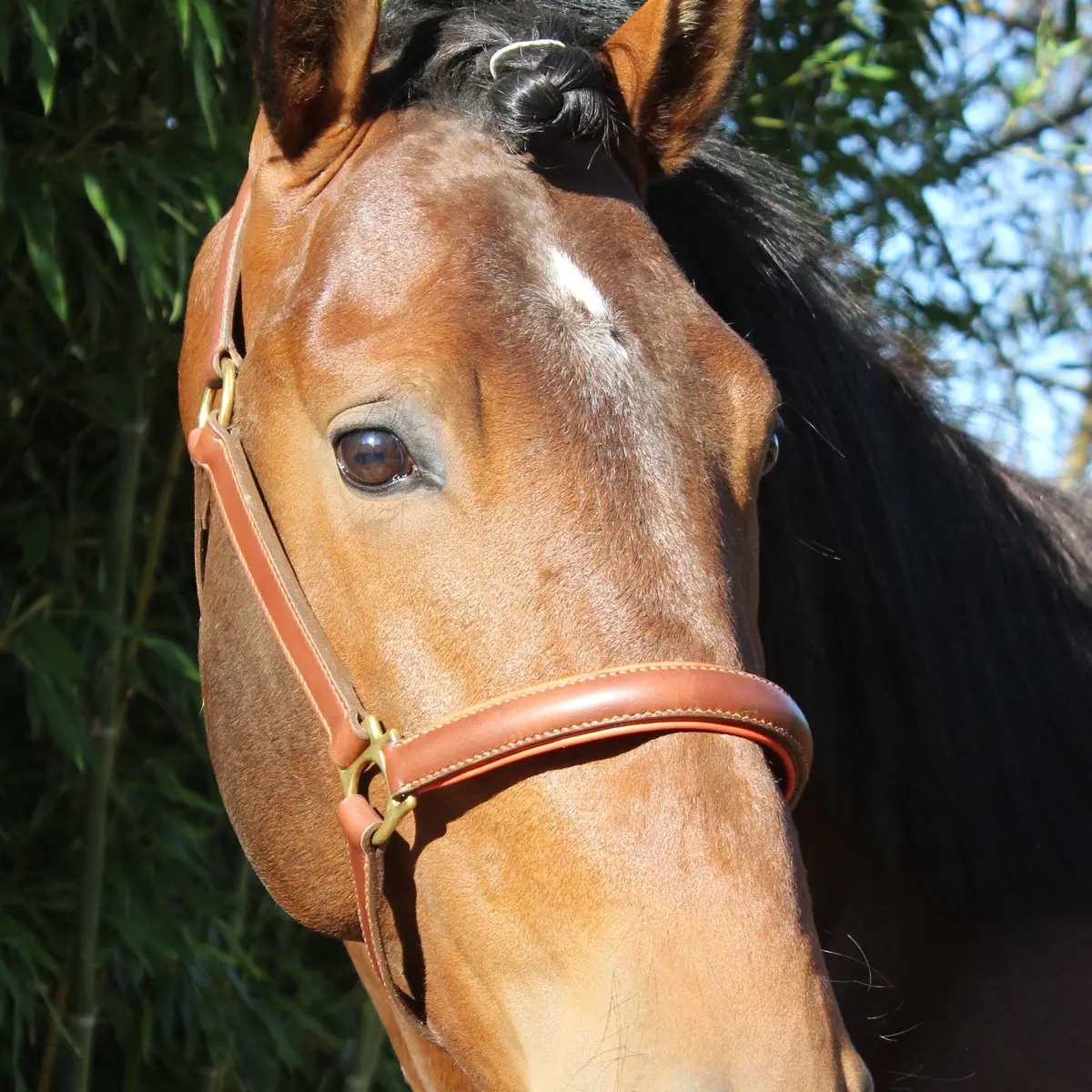 Lined stable halter 3