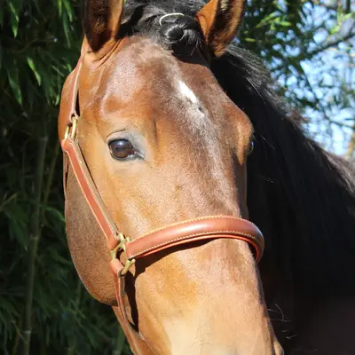 Lined stable halter 3
