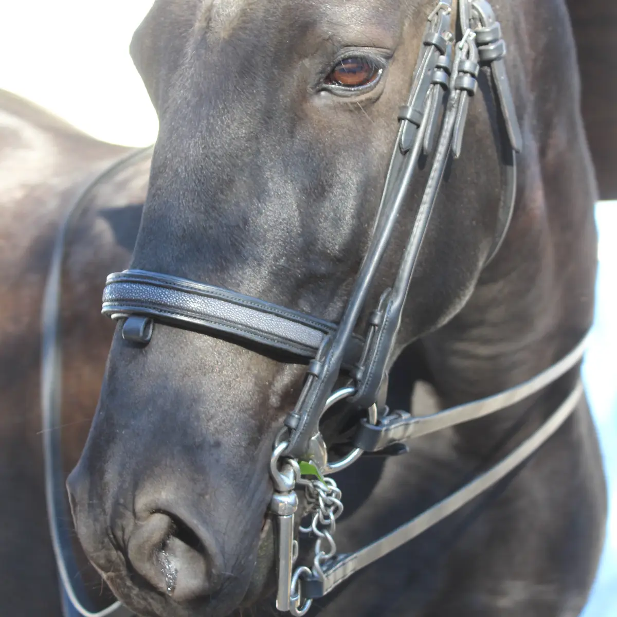 Shagreen dressage bridle