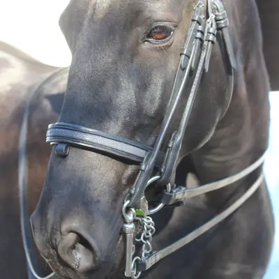 Shagreen dressage bridle 1