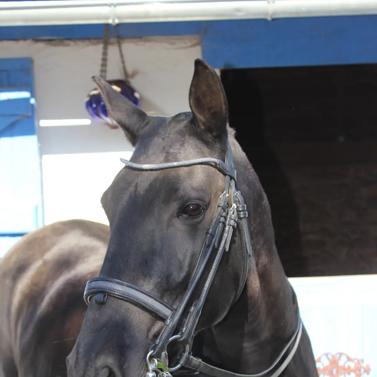 Shagreen dressage bridle 2