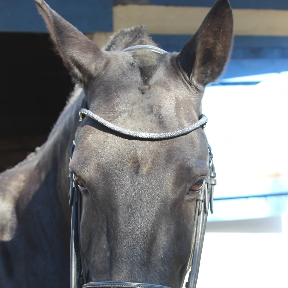 Shagreen dressage bridle 3