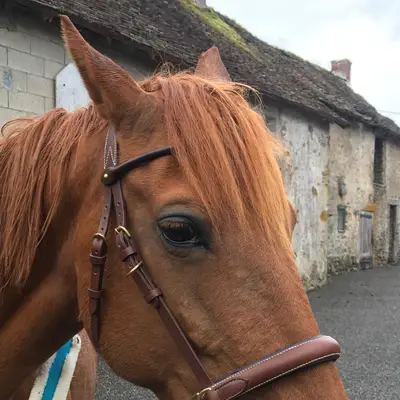 2-in-1 sidepull/snaffle bridle 1
