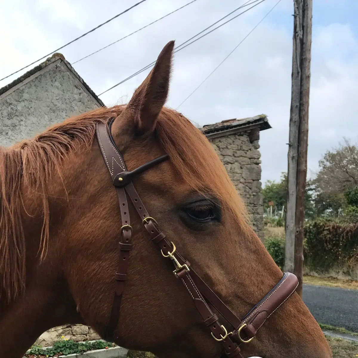 Bridon 2 en 1 side-pull/filet 2