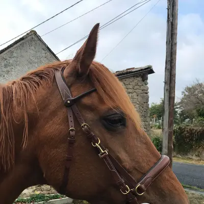 2-in-1 sidepull/snaffle bridle 2