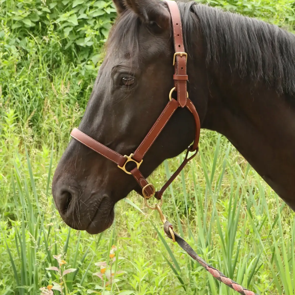 Stable halter 2