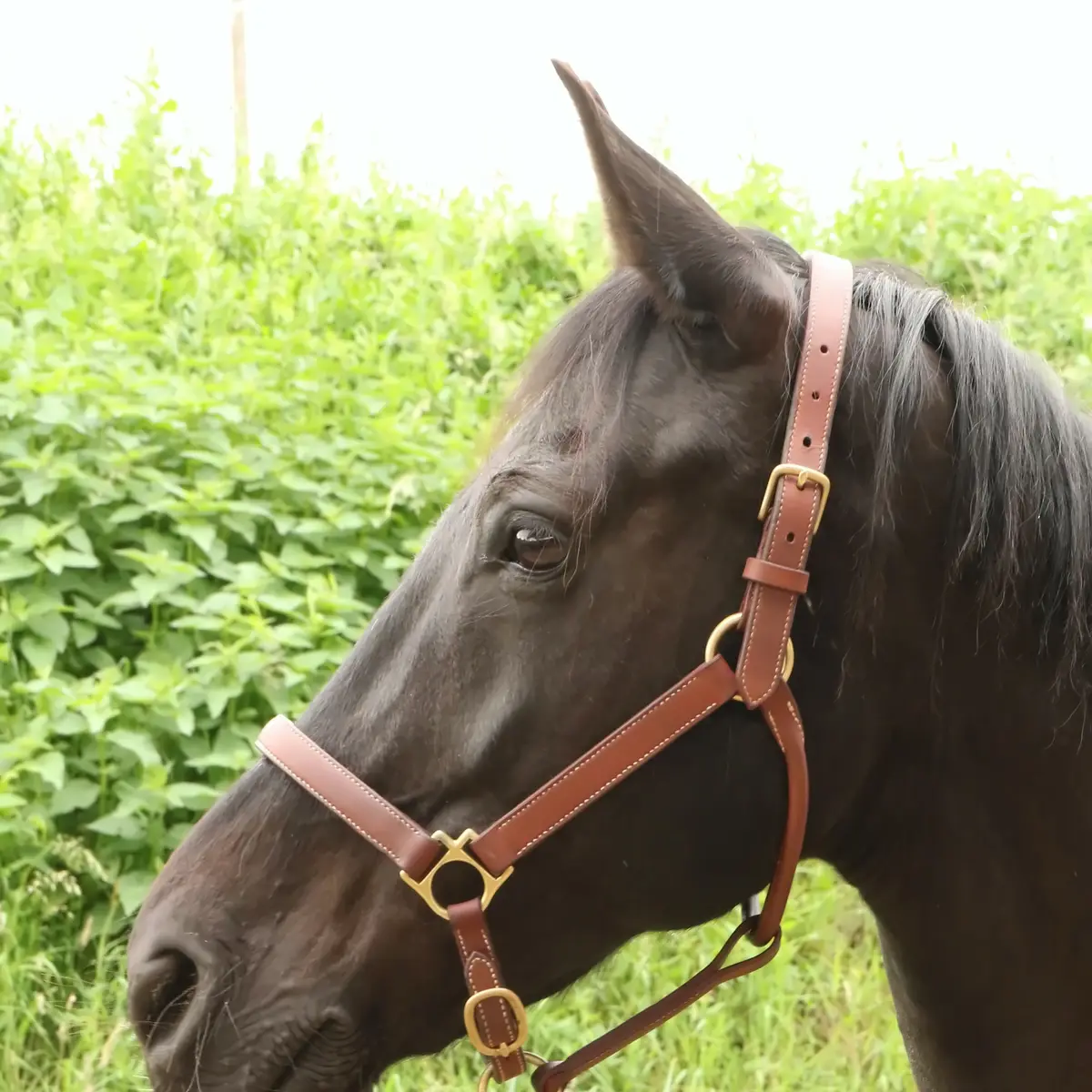 Stable halter