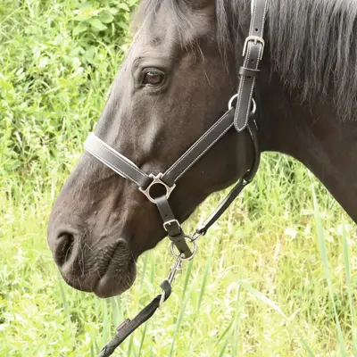 Calfskin lined halter 1
