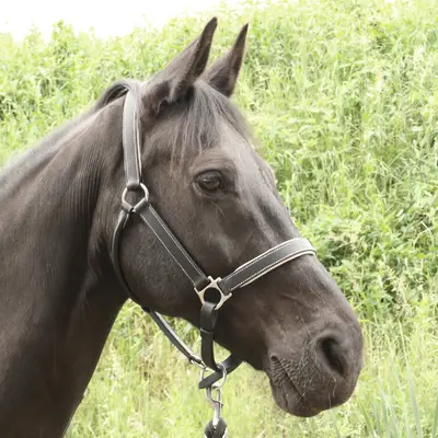 Calfskin lined halter 2