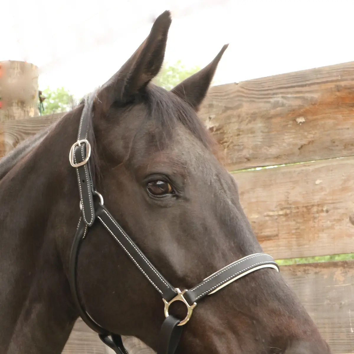 Pur-Sang halter