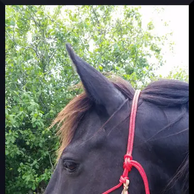 Premium natural horsemanship halter