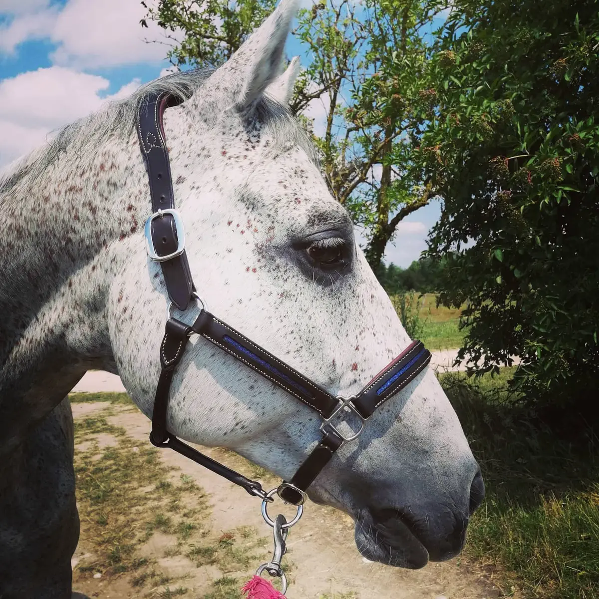Premium extra comfort halter 5