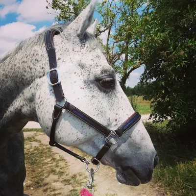 Premium extra comfort halter 5