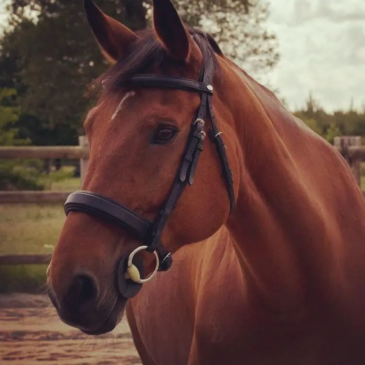 Extremely comfortable anatomical dressage bridle 5