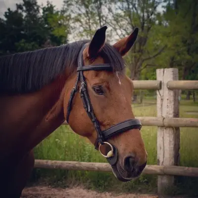 Extremely comfortable anatomical dressage bridle 6