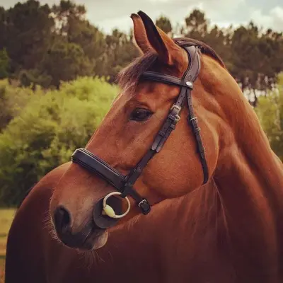 Extremely comfortable anatomical dressage bridle 7
