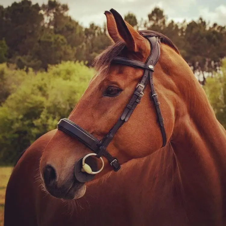 Extremely comfortable anatomical dressage bridle 7