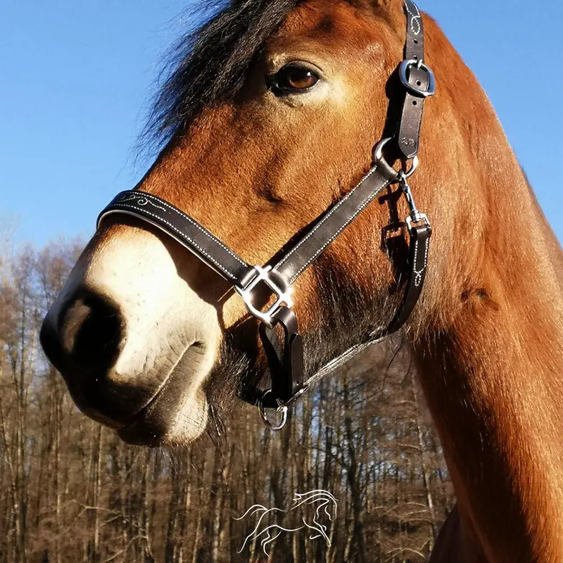 Ourasi halter 4