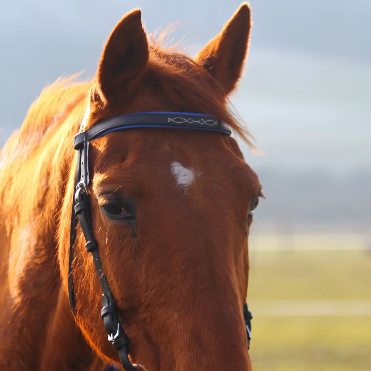 Snaffle bridle without noseband