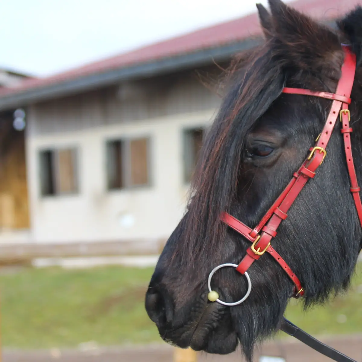 Snaffle bridle with caveson noseband