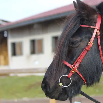 Snaffle bridle with caveson noseband 1