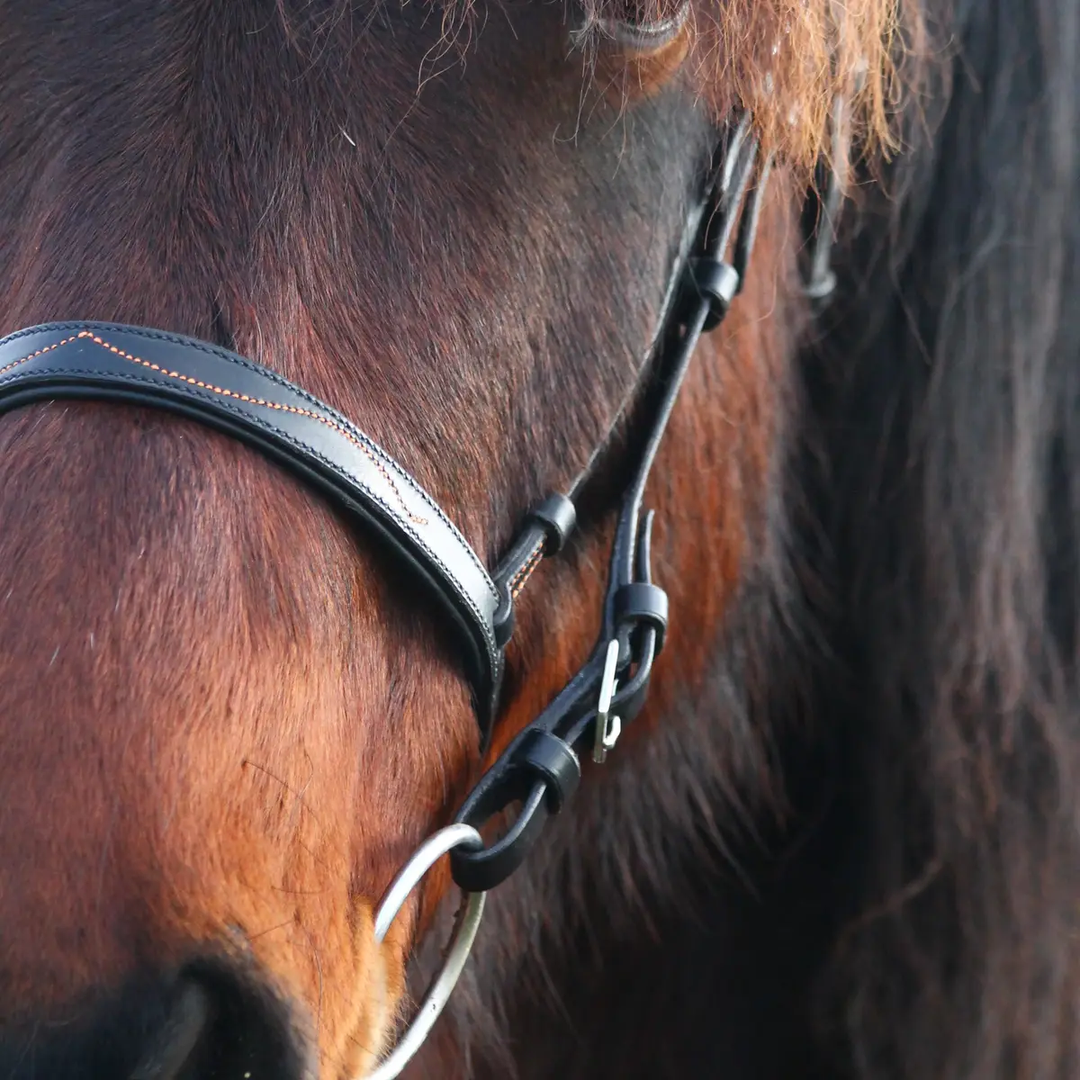 Snaffle bridle with caveson noseband 2