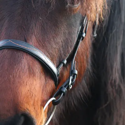 Snaffle bridle with caveson noseband 2