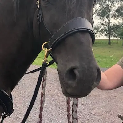 Pauline Dautrey sidepull - Natural Horsemanship 3