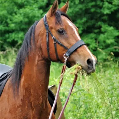 Pauline Dautrey sidepull - Natural Horsemanship 4