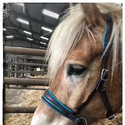Pauline Dautrey sidepull - Natural Horsemanship 2