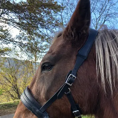 Pauline Dautrey sidepull - Natural Horsemanship 7