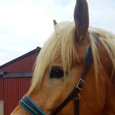 Pauline Dautrey sidepull - Natural Horsemanship 8