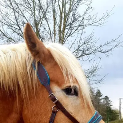 Pauline Dautrey sidepull - Natural Horsemanship 9