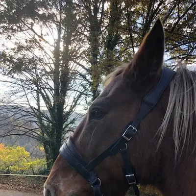 Pauline Dautrey sidepull - Natural Horsemanship 12