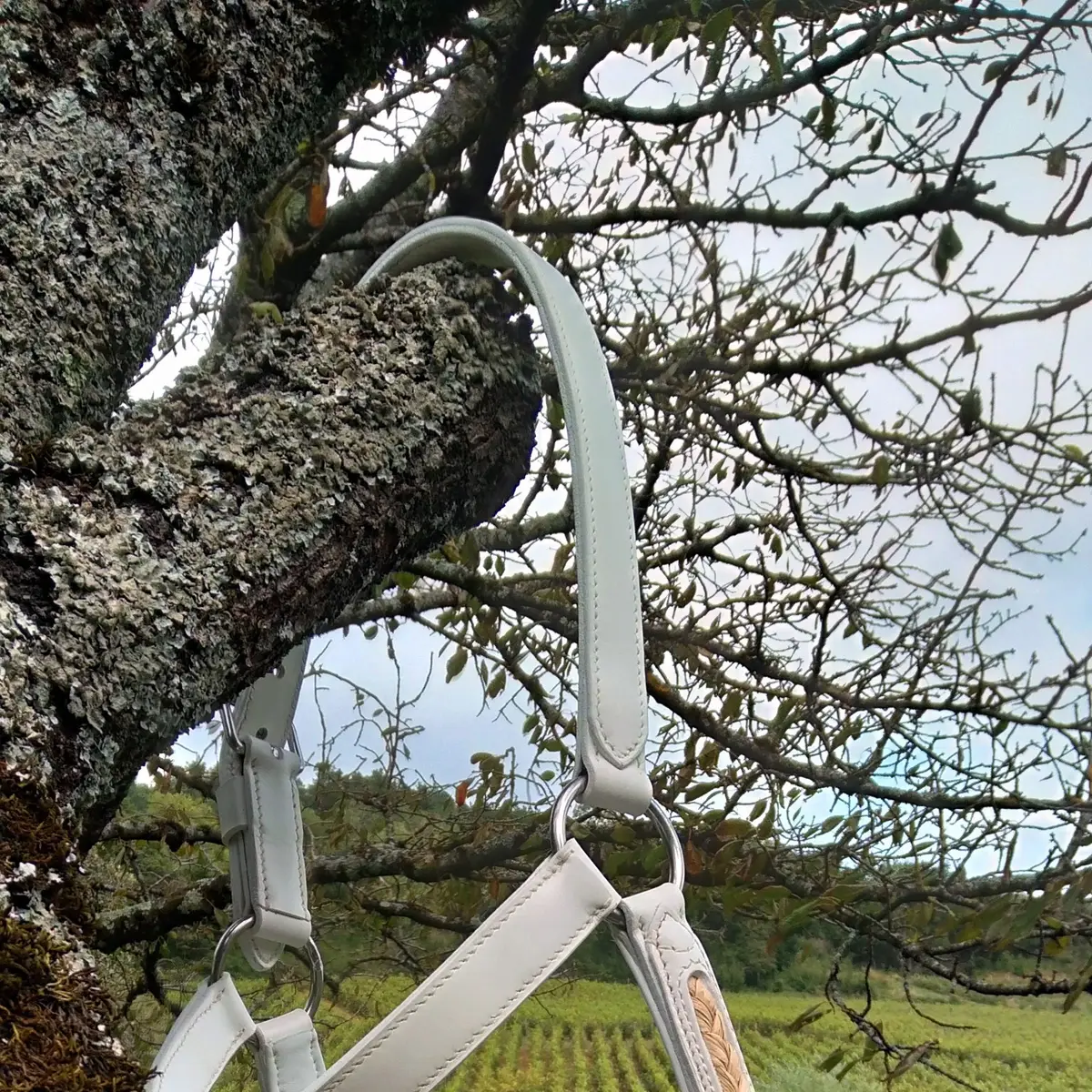 Honneur Comtois presentation halter