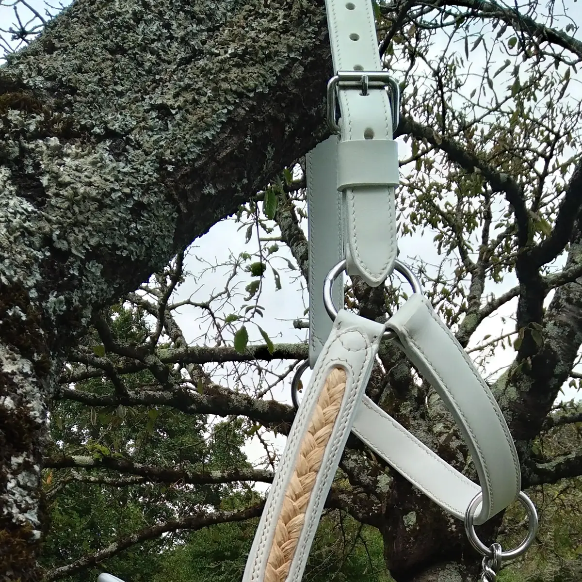 Honneur Comtois presentation halter 4