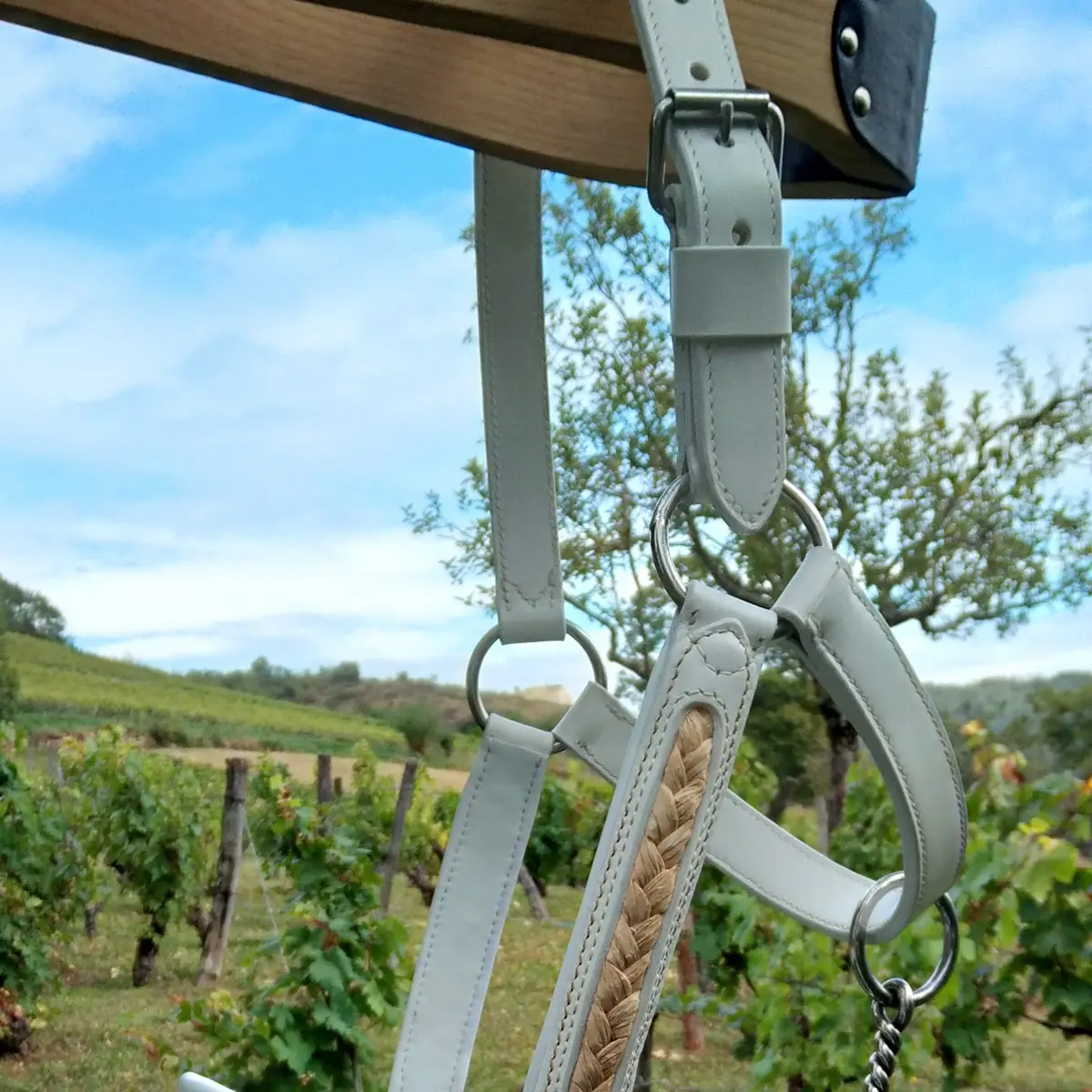 Honneur Comtois presentation halter 5
