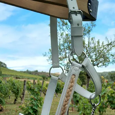 Honneur Comtois presentation halter 5