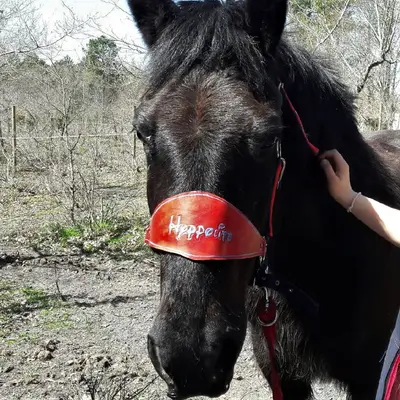 Noseband 3