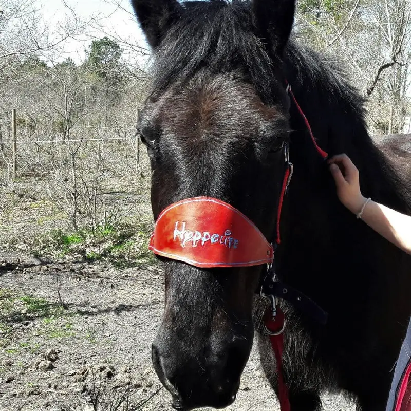 Noseband 3